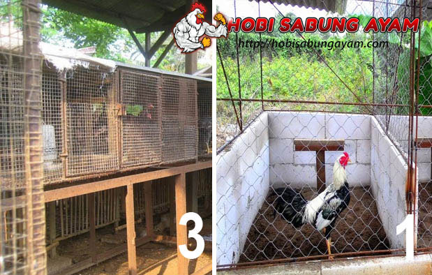 Jenis Kandang Ayam Bangkok Lengkap dengan Ukuran dan Gambarnya
